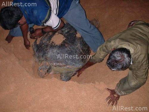 Kosgoda Beach Resort 10